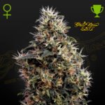 Sweet Mango Auto x3 - Green House Seeds
