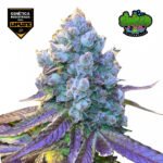 Tropicana WFC x4 - Sweed Lab