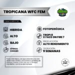 Tropicana WFC x4 - Sweed Lab - Imagen 2