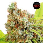 White Kaly  Fem (Fotoperiódica) - Silver River Seeds x5