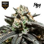 Choco OG  Foto Fem x3 - 1439 Criadores