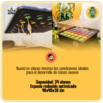 Clona 340 - H2H Hidroponia - Imagen 2