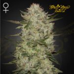 HighCloudZ Auto 3+1 - Green House Seeds