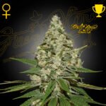 Super Lemon Haze 3+1 Foto Fem - Green House Seeds