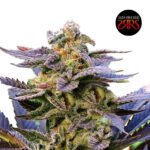 Caipirog Fem (Fotoperiódica) x5 - Silver River Seeds