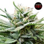 Exodus Light Fem (Fotoperiódica)  x5 - Silver River Seeds