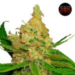 Original SLH Fem (Fotoperiódica)  x5 - Silver River Seeds