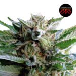 Starlime Fem (Fotoperiódica) x5 - Silver River Seeds