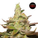 Watermelon Skittles Fem (Fotoperiódica) x5 - Silver River Seeds