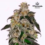 Gelato Ice Cream Fem (Fotoperiodica)- Mariseeds Seleccion