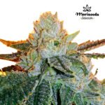 Lemon Zkittle Fem (Fotoperiodica) - Mariseeds Seleccion
