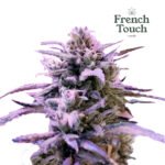 Respeto Fem (Fotoperiodica)- French Touch Seeds x3