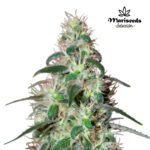 Sativa Latina Fem (Fotoperiodica) - Mariseeds Seleccion