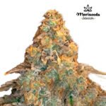 Auto Grand Daddy Purple - Mariseeds Seleccion