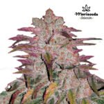 Auto Purple Thai - Mariseeds Seleccion