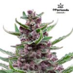 Auto Tropicana – Mariseeds Seleccion