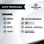 Auto Tropicana – Mariseeds Seleccion - Imagen 2