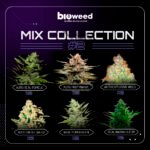Mix Collection #2 x12 - Bioweed