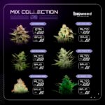 Mix Collection #2 x12 - Bioweed - Imagen 2
