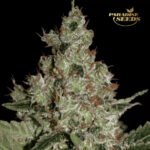 Auto Acid - Paradise Seeds x3
