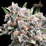 Auto Wappa - Paradise Seeds x3