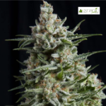 Anesthesia Fem (Fotoperiodica) - Pyramid Seeds 5+2