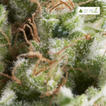 Auto American Pie - Pyramid Seeds 3+1