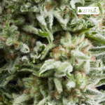 Auto Amnesia Gold - Pyramid Seeds 3+1