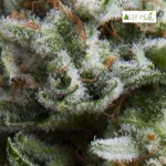 Auto Anesthesia - Pyramid Seeds 3+1