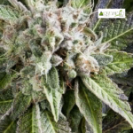 Auto Blue Pyramid - Pyramid Seeds 3+1