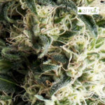 Auto Galaxy - Pyramid Seeds 3+1