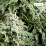 Auto Northern Lights - Pyramid Seeds 3+1