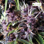Auto Purple - Pyramid Seeds 3+1