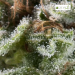 Auto Lennon - Pyramid Seeds 3+1