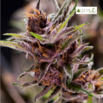 Black Cherry Punch Fem (Fotoperiódica)- Pyramid Seeds 3+1