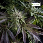 Blue Pyramid Fem (Fotoperiódica)- Pyramid Seeds 5+2