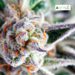 Do-Si-Dos Fem (Fotoperiódica)- Pyramid Seeds 3+1