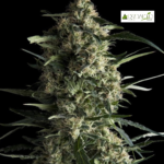 Galaxy Fem (Fotoperiódica)- Pyramid Seeds 3+1