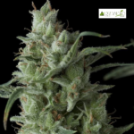 Kriptonite Fem (Fotoperiodica) - Pyramid seeds 3+1