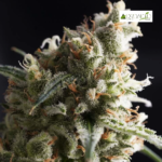 Lennon Fem (Fotoperiódica)- Pyramid Seeds 5+2