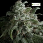 Nefertiti Fem (Fotoperiódica)- Pyramid Seeds 5+2