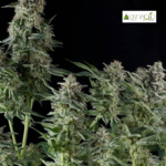Northern Lights Fem ( Fotoperiódica)- Pyramid Seeds 5+2