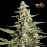 Auto Pandora - Paradise Seeds x3