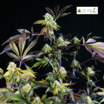 Sunset Sherbet Fem (Fotoperiodica)- Pyramid Seeds 3+1