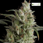 Auto Super OG Kush - Pyramid Seeds 3+1