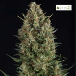 Wembley Fem (Fotoperiódica)- Pyramid Seeds 3+1