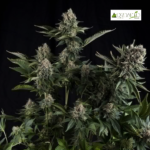 White widow Fem (Fotoperiodica)- Pyramid Seeds 3+1