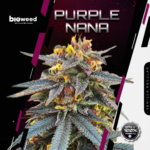 Purplenana (Regular) - Bioweed