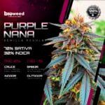 Purplenana (Regular) - Bioweed - Imagen 2