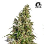 Afghani #1 Auto - Sensi Seeds x3